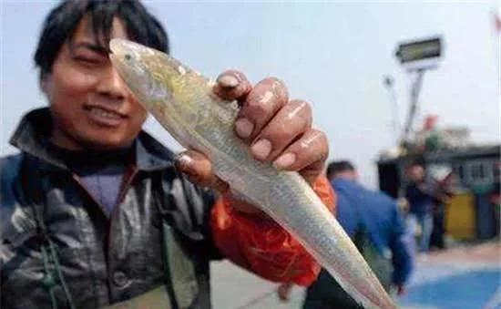 10种中国最珍贵的顶级食用鱼，有些已经吃不到了