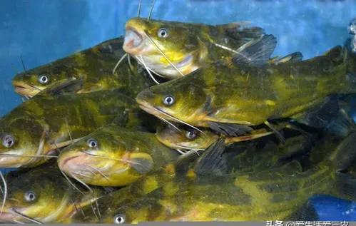 养淡水鱼的看过来，这十个淡水鱼品种养殖效益高，致富真不难！