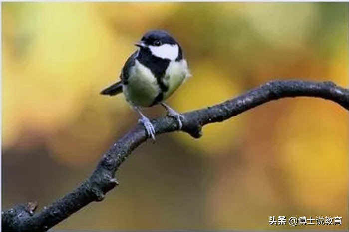 叫鸟不是鸟，寒号鸟让我误会了这么多年