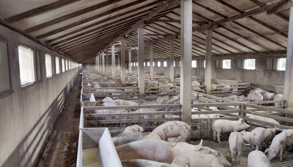 猪牛羊都在狂涨，盘点2021年十大潜力养殖业（下篇）